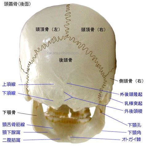 頭後面